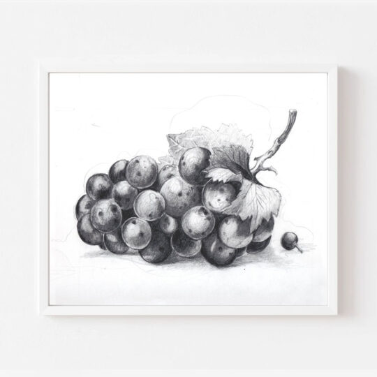 Study of Grapes, hand-drawn pencil sketch.